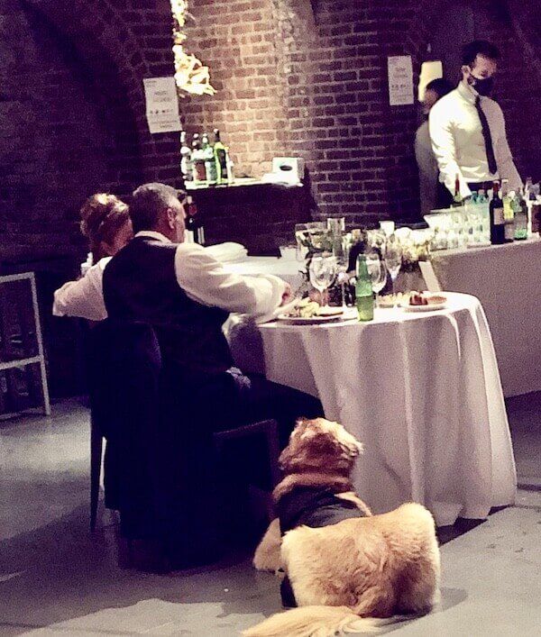 Bride and Groom enjoying wedding meal with their Golden Retriever