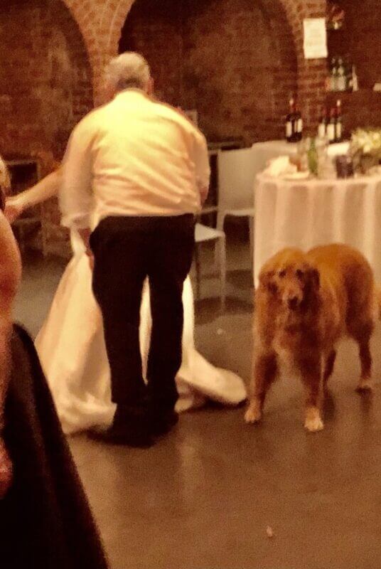 first dance with Dog at wedding at LIC the Foundry